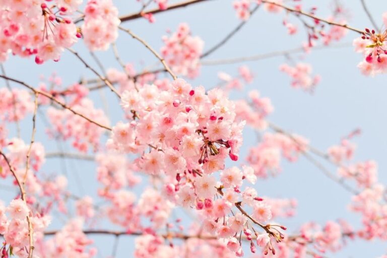Cherry Blossom Spiritual Meaning: 11 Powerful Messages