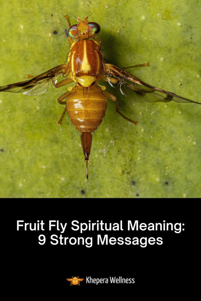 Fruit Fly Spiritual Meaning