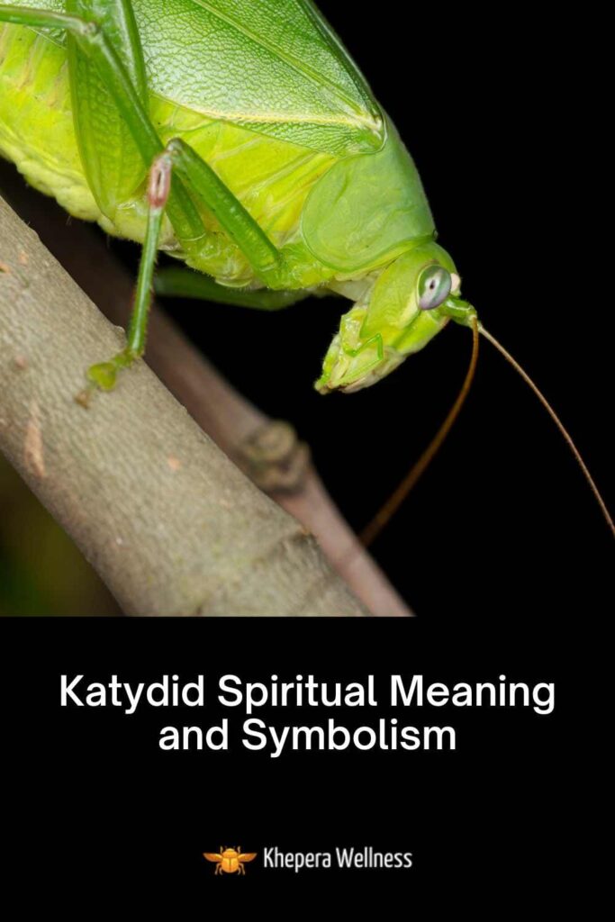 Katydid Spiritual Meaning and Symbolism