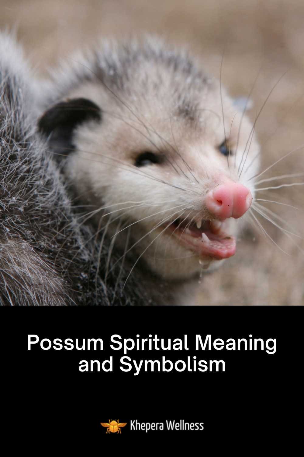 Possum Spiritual Meaning and Symbolism Khepera Wellness