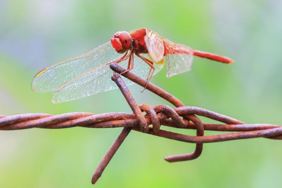 red Dragonfly Symbolism