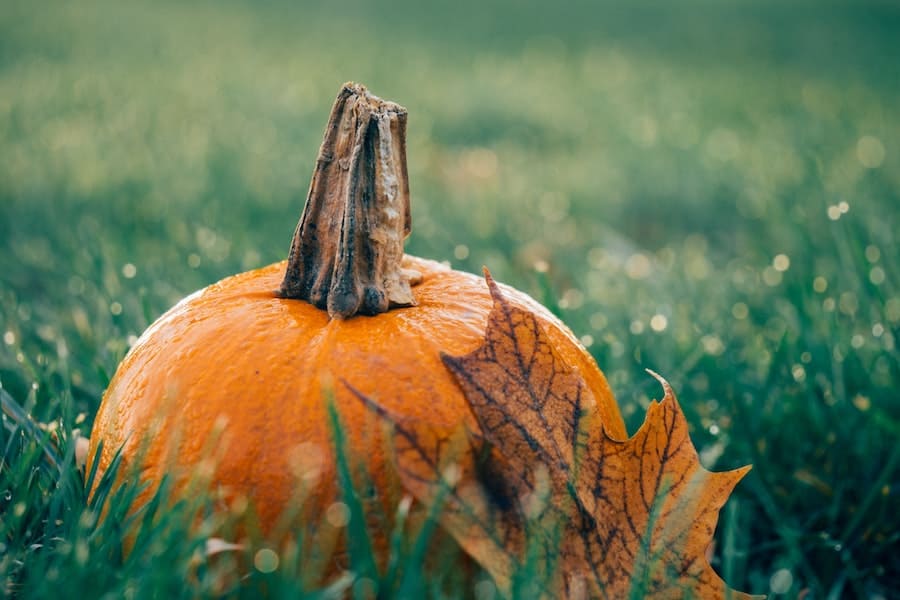 Spiritual Meaning Of Pumpkin