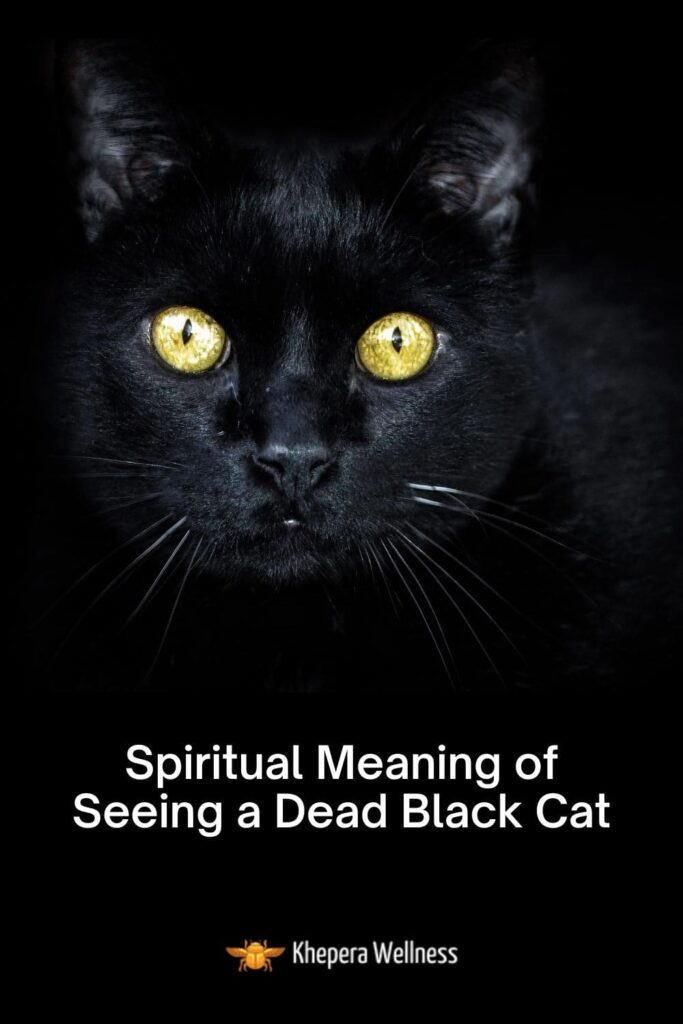 Spiritual Meaning of Seeing a Dead Black Cat
