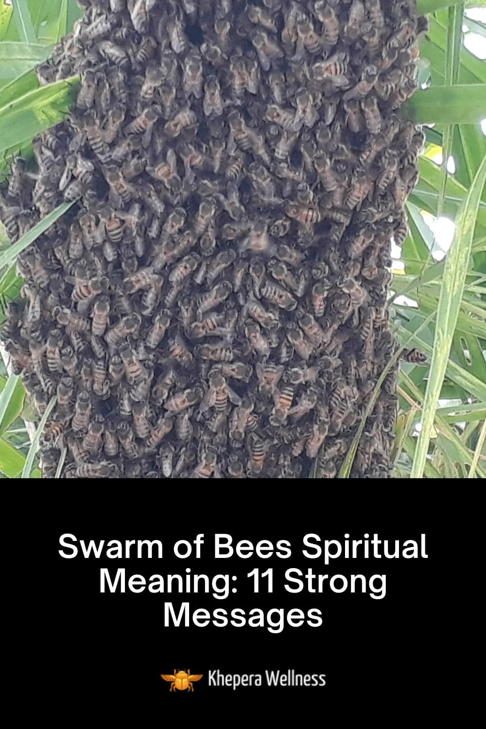 Swarm of Bees Spiritual Meaning 11 Strong Messages