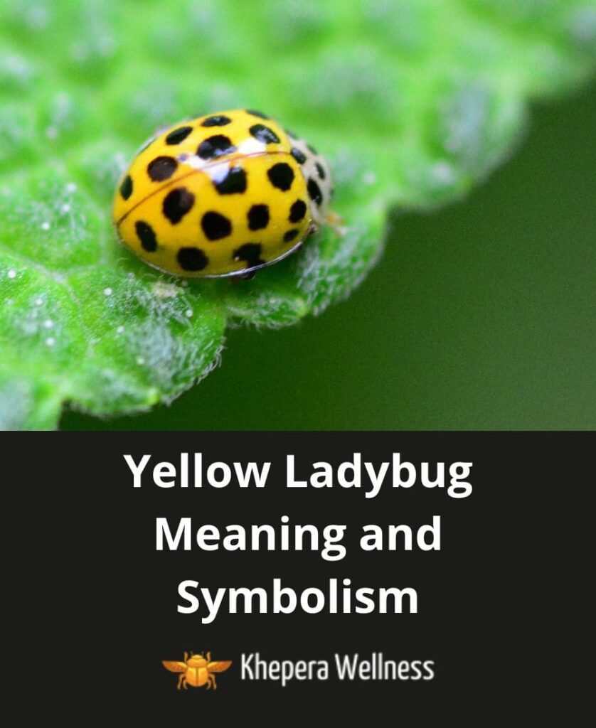 Yellow Ladybug Meaning and Symbolism