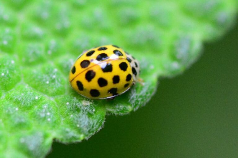 Yellow Ladybug Meaning and Symbolism: 9 Spiritual Signs