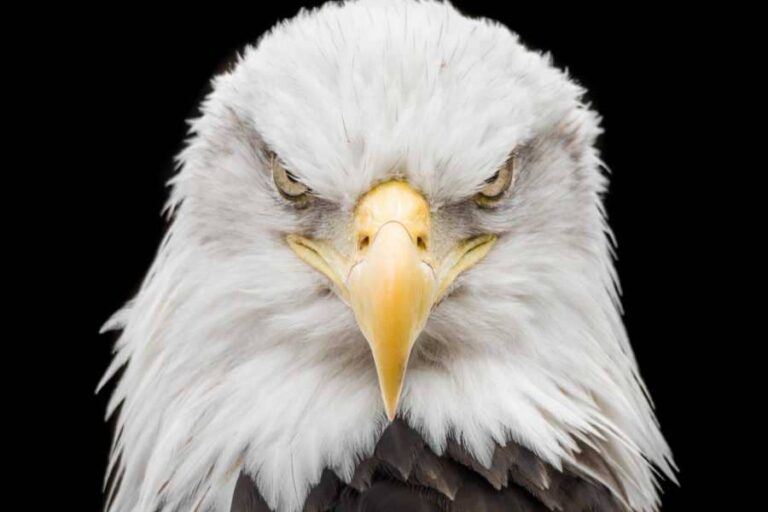 Spiritual Meaning Of Bald Eagle: 9 Strong Messages