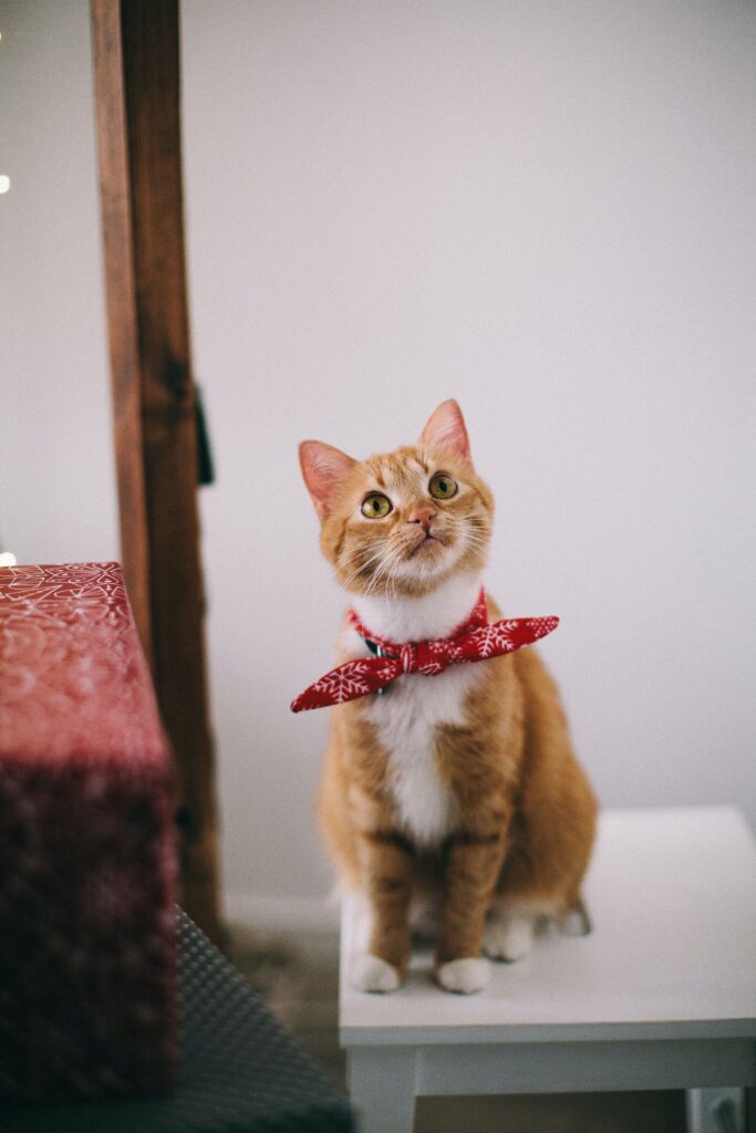 cat with red bow