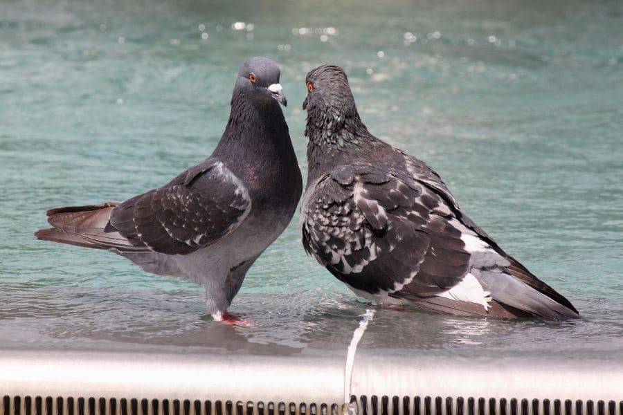 What Does it Mean When You See Two Gray Doves?