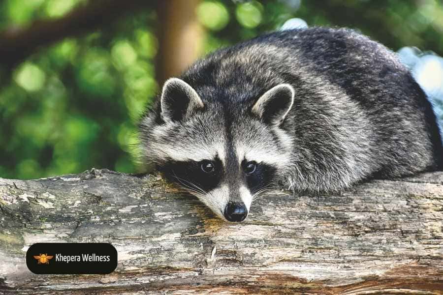 raccoon resting