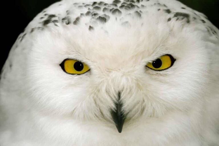 White Owl Meaning: Good Luck To You?