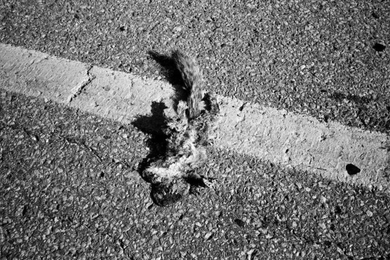 Dead Squirrel Meaning: 7 Spiritual Messages