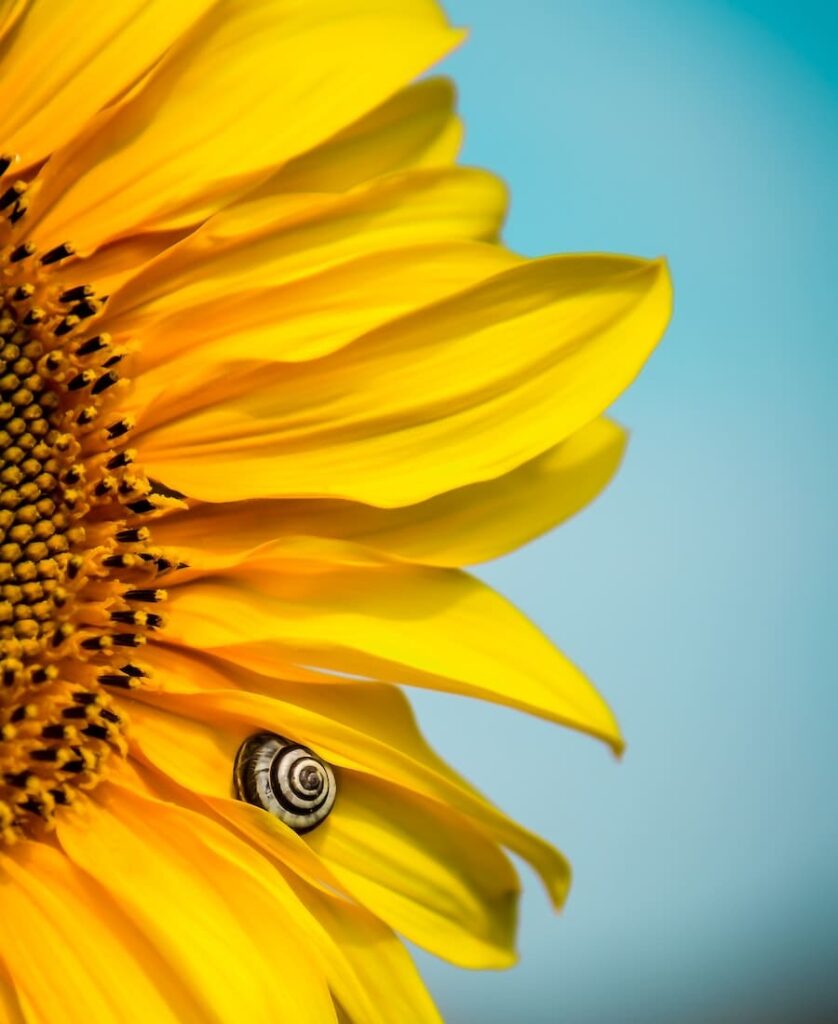spiritual meaning of yellow sunflower