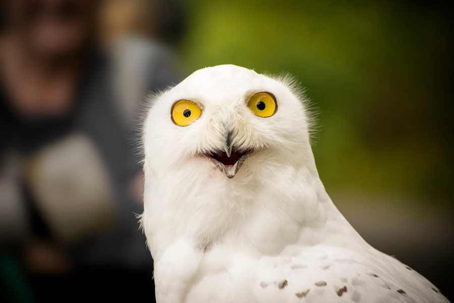 white owl with open beak