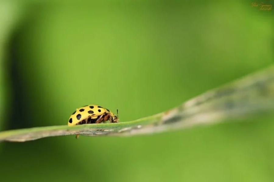 yellow ladybug