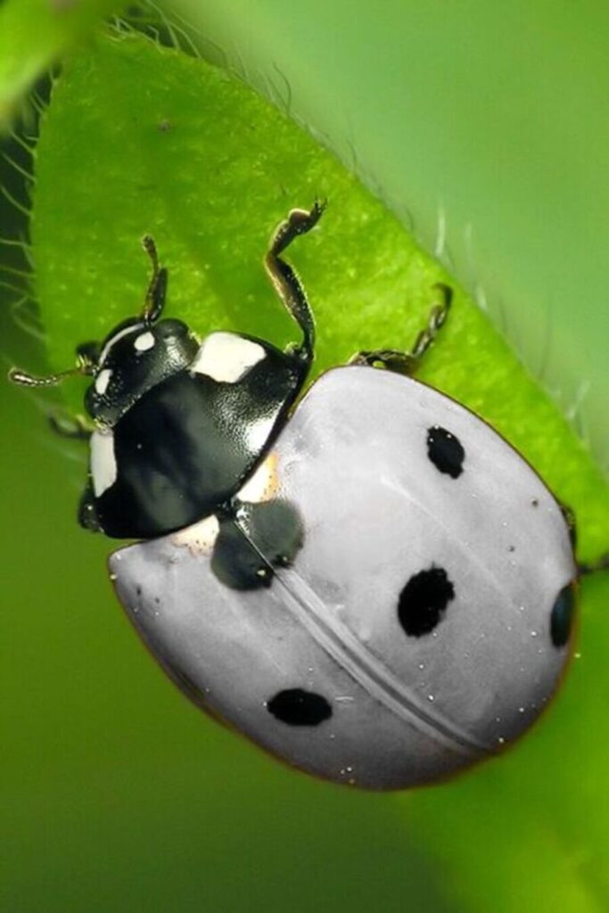 white ladybug