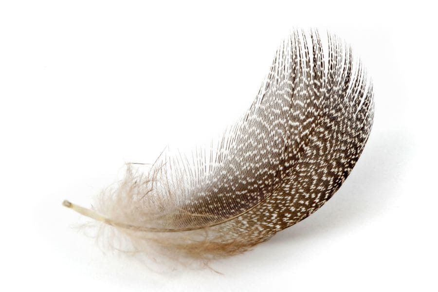 Brown Feather Meaning