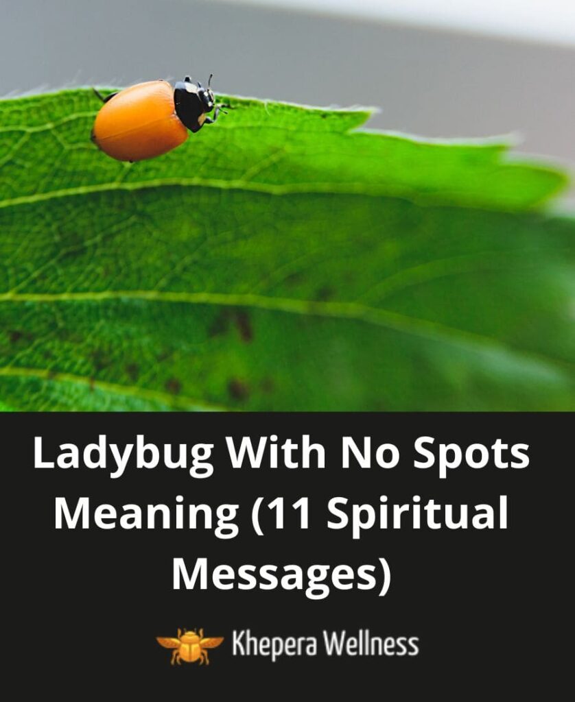 Ladybug With No Spots Meaning (11 Spiritual Messages)