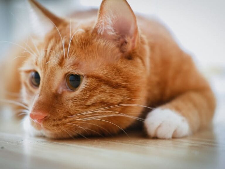 Orange Cat Dream Meaning: 8 Powerful Messages