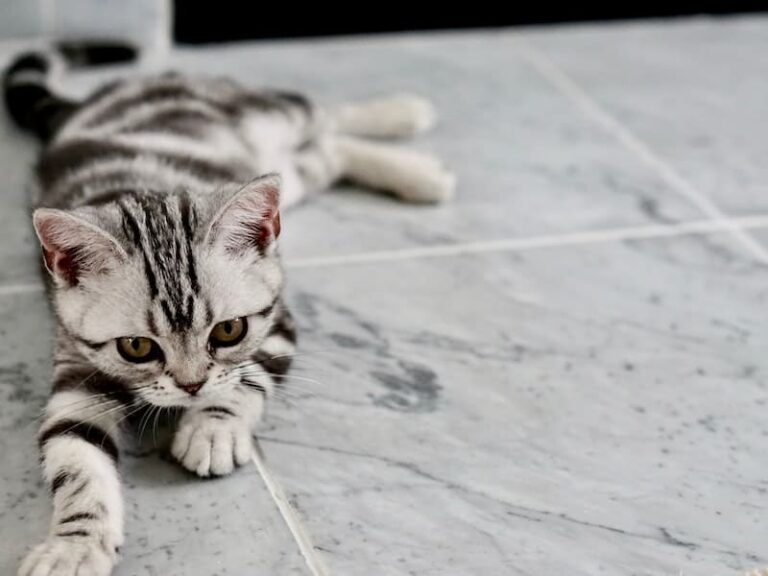 Tabby Cat Spiritual Meaning