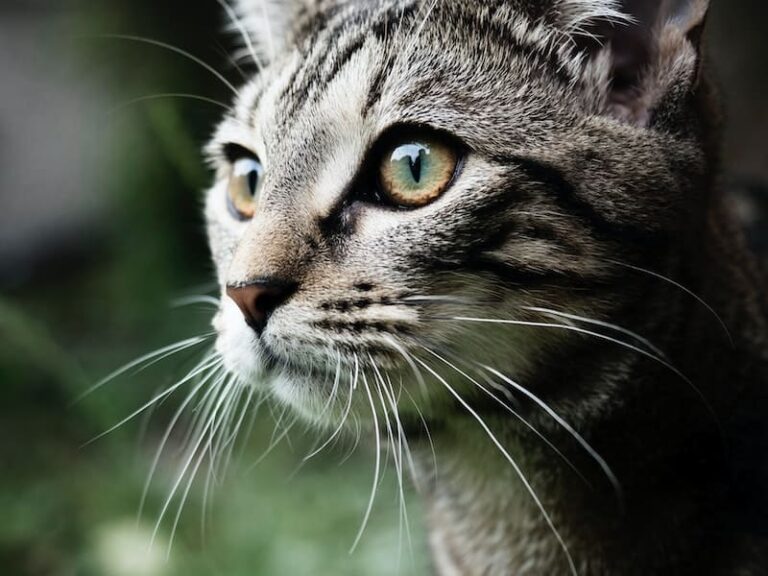 Tabby Cat Spiritual Meaning: 9 messages for you