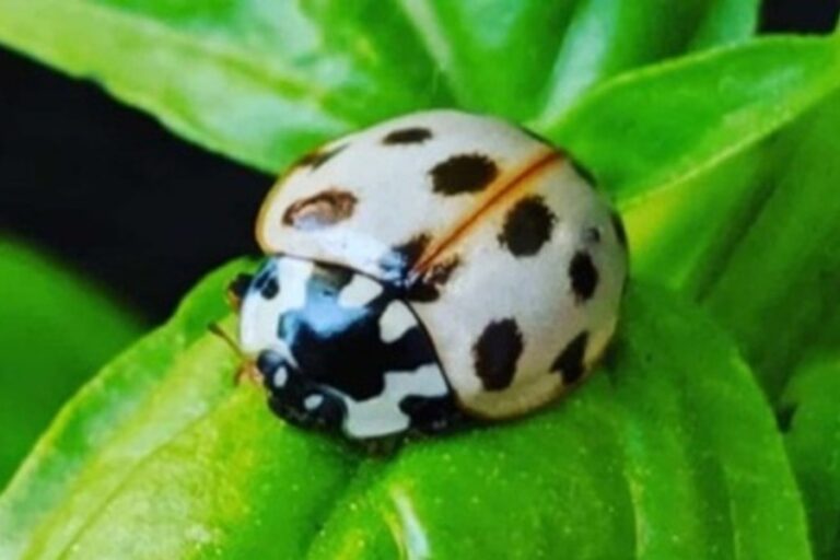 White Ladybug Spiritual Meaning (Good Luck)