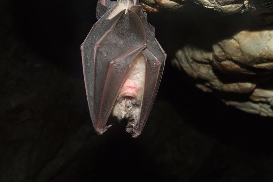 bat upside down