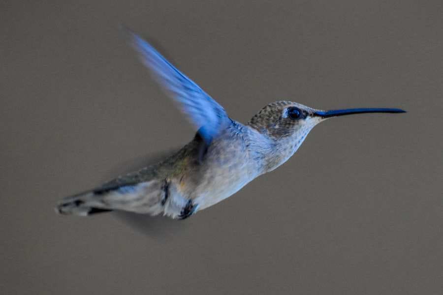 blue hummingbird