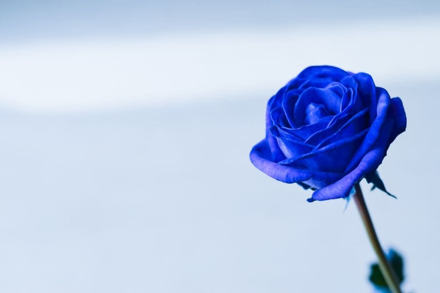 blue rose symbology