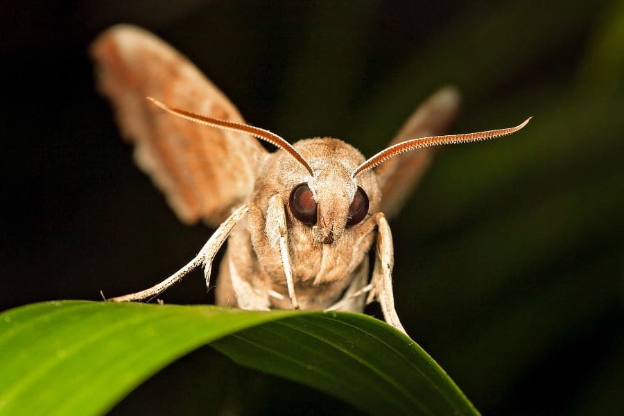 brown moth landing on a leaf