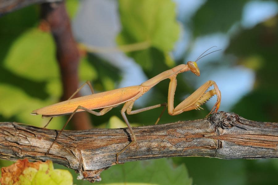 brown praying mantis on top of a tree branch