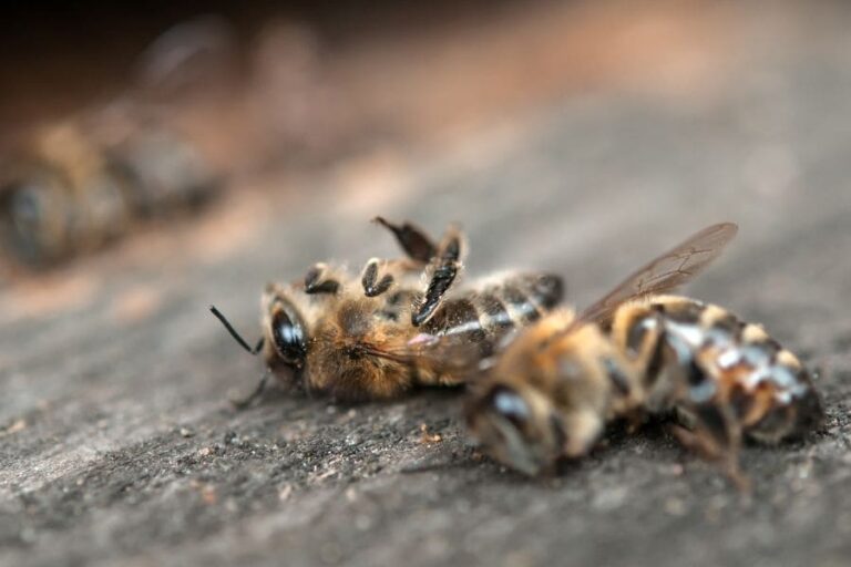 Dead Bee Symbolism (9 warnings)
