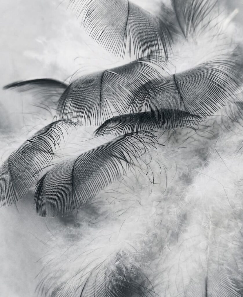 gray color feathers