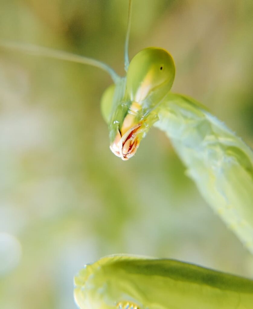 green praying mantis meaning