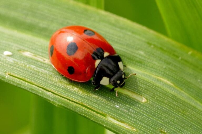 Spiritual Meaning Of Ladybug Landing On You
