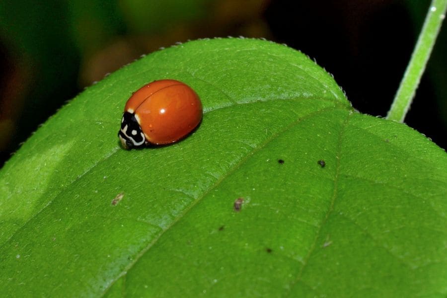 ladybug without spots