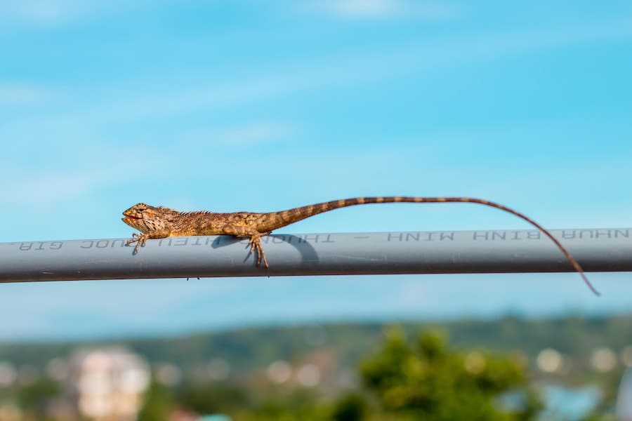 lizard on top of a water pipe