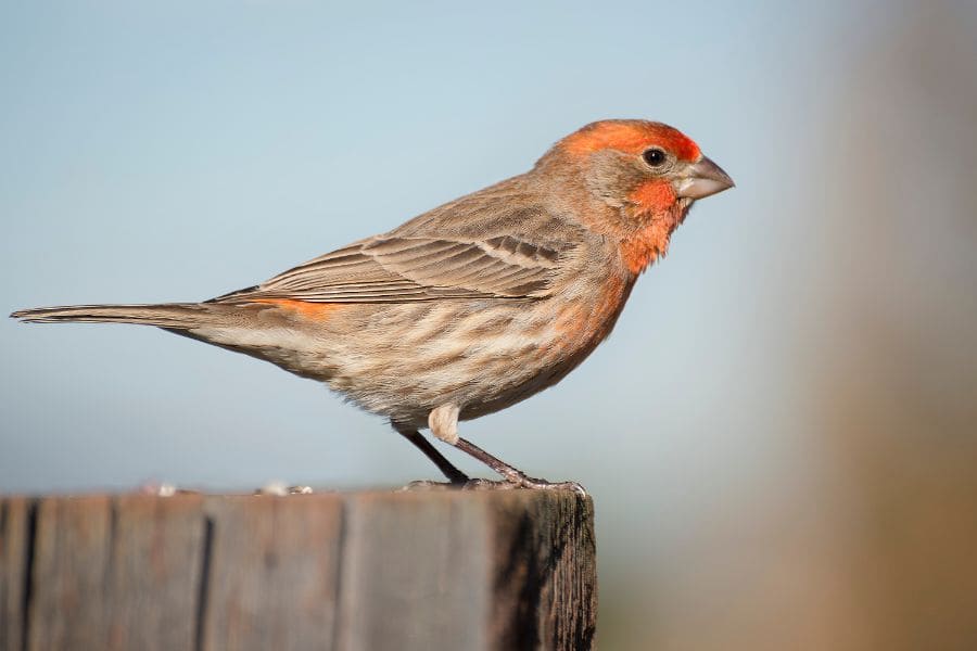 red house finch singing