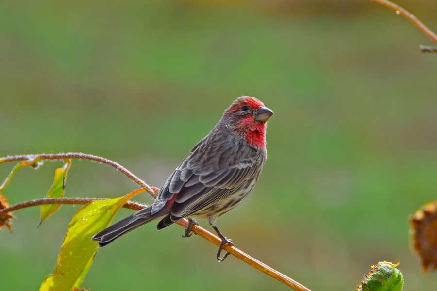Red house finch