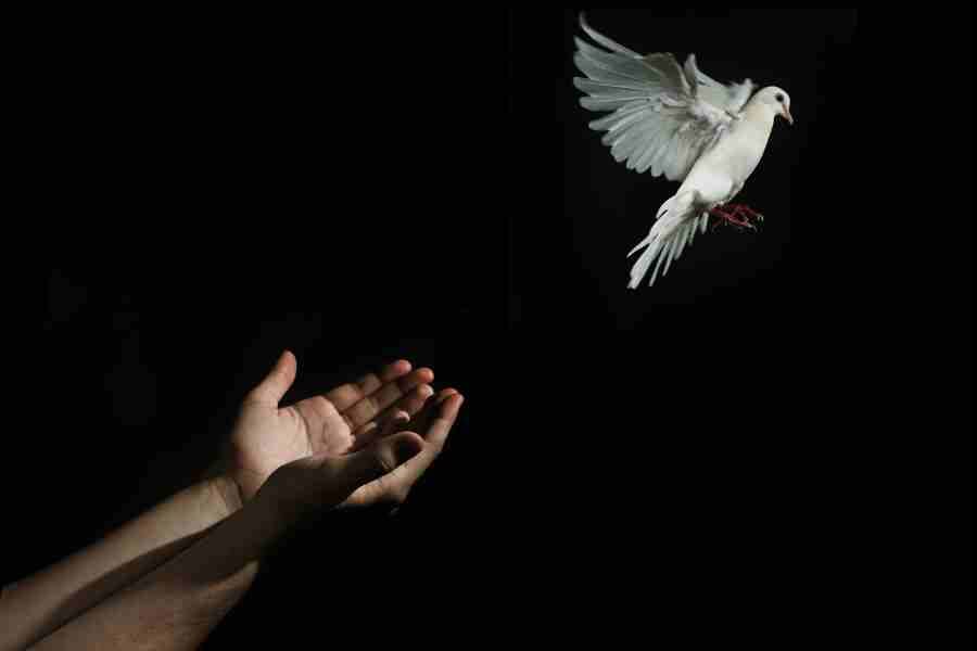 releasing a white dove