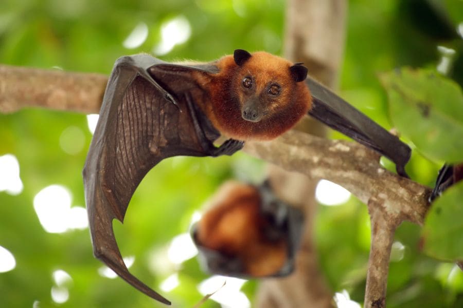 spiritual meaning of bat