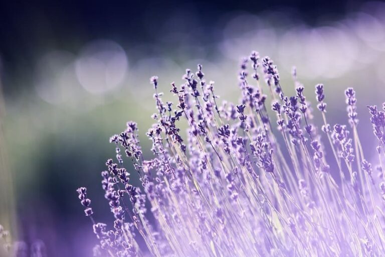 Lavender Spiritual Meaning: 9 Warnings & Healing Properties