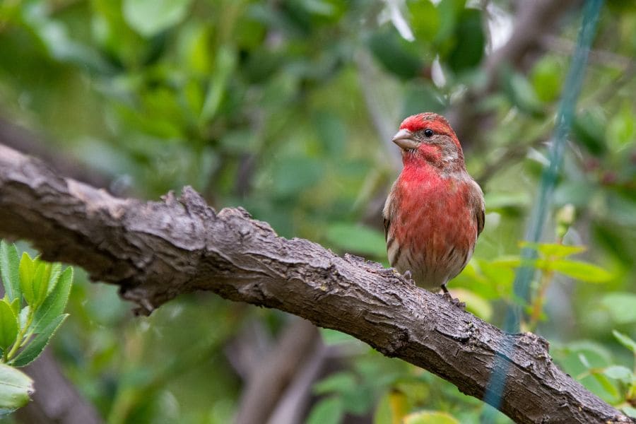 spiritual meaning of red house finch