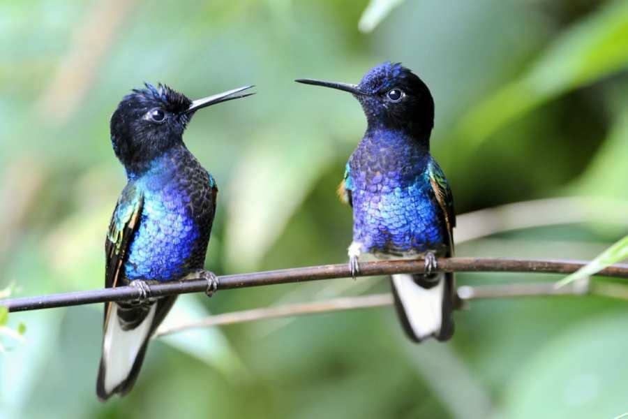 two hummingbirds blue flowers