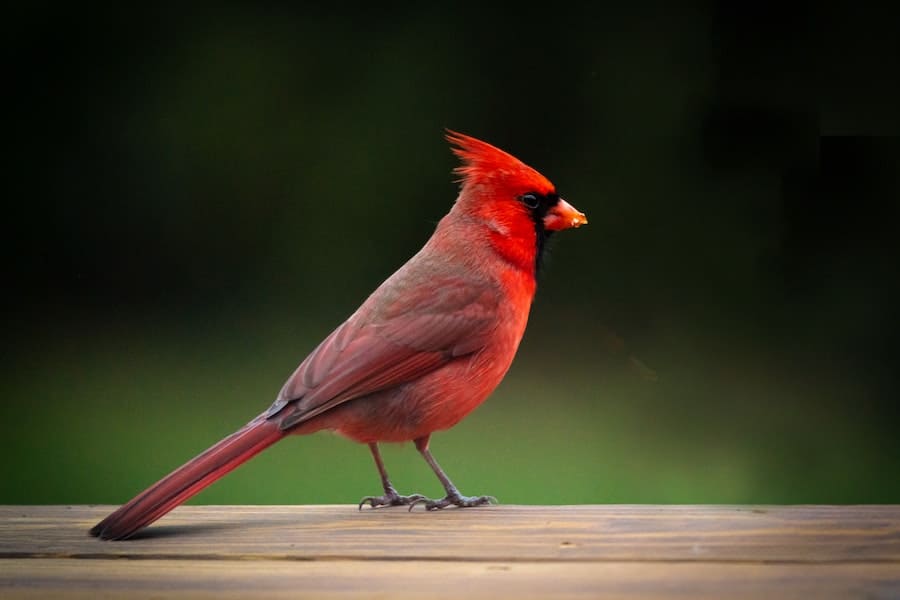 11 Meanings of red cardinal at window (and Spiritual Warnings)