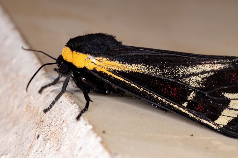 Black moth spiritual meaning