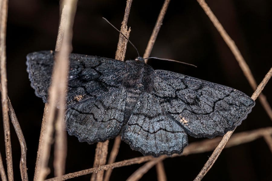 Black moth spiritual meaning