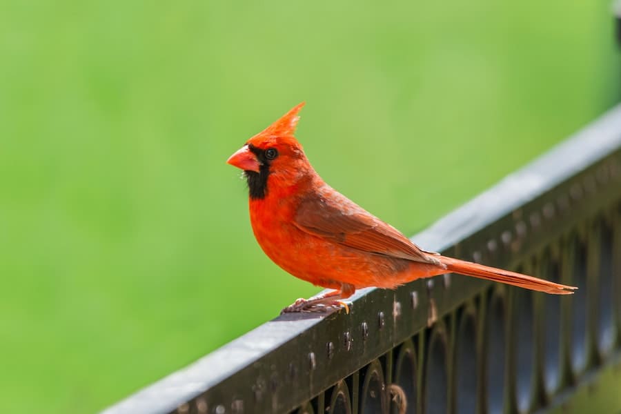 Cardinal on the porch of my house meaning