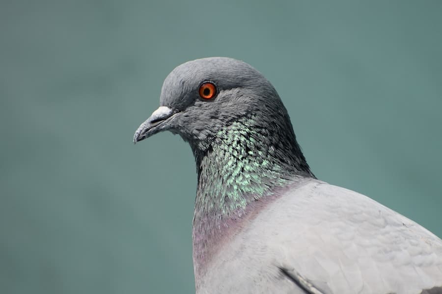 Grey Pigeon Spiritual Meaning