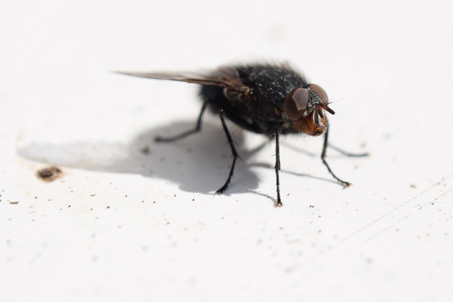 Large Black Flies In House Meaning Spiritual